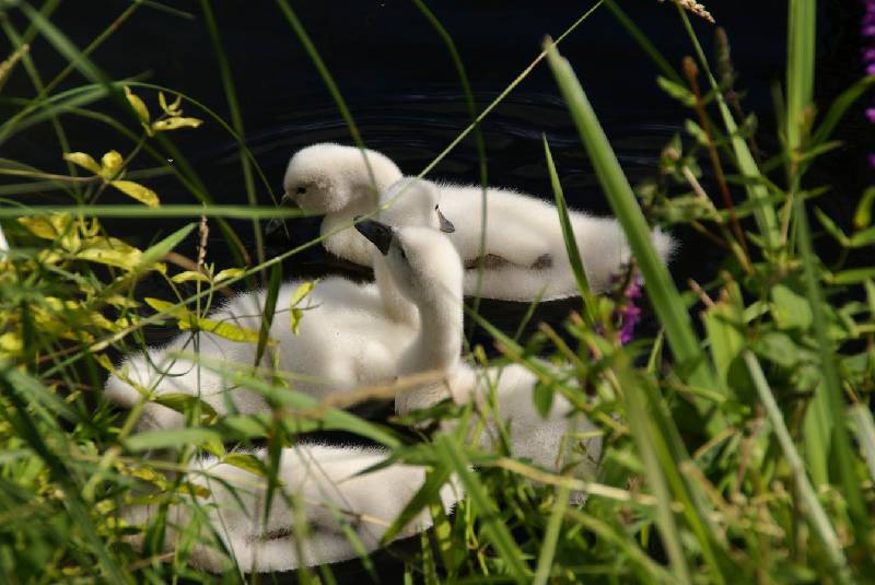 Schwaene auf der Sauer Bild Nr.024